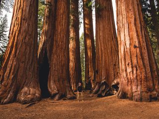 Sequoia National Park.jpg